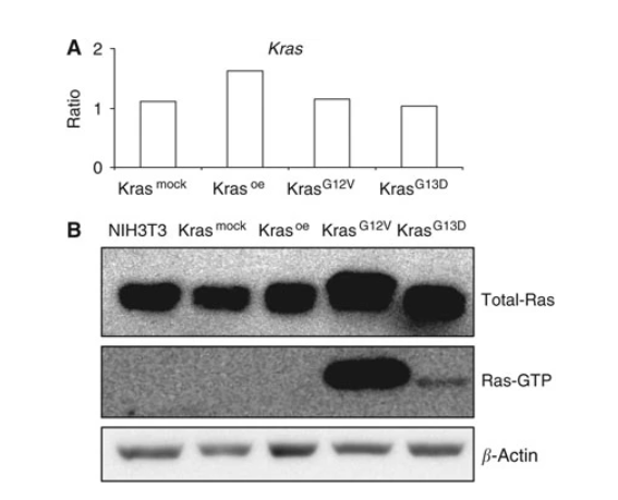 Figure 1. Detection after overexpression of KRAS wild-type and different mutants