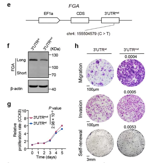 Figure 2. Expression levels and genotypes of FGA gene 3'UTR wild-type and mutant