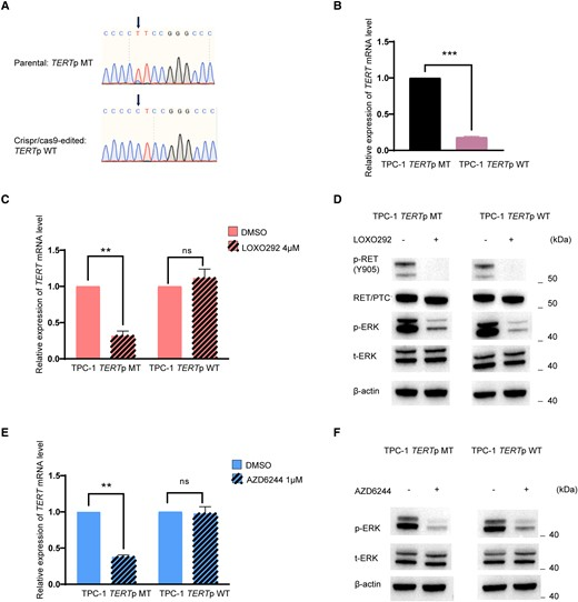 Figure 3. RET/PTC regulation depends on TERT promoter mutation