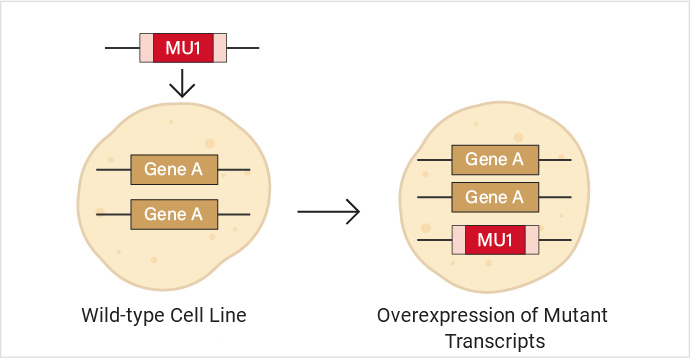 Diagram of overexpression of mutant transcripts