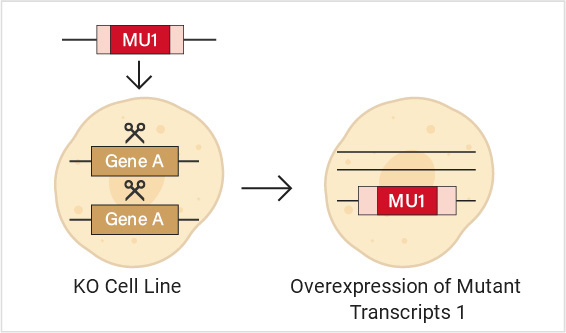 Diagram of KO+overexpression of mutant transcripts