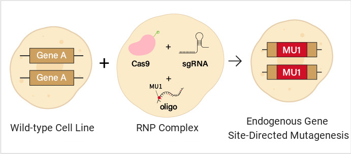 Diagram of endogenous gene site-directed mutagenesis