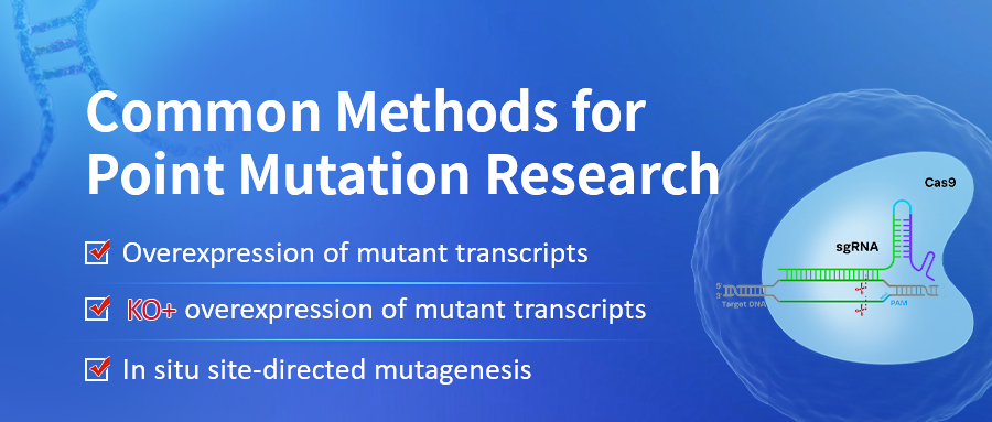 Expert Insights | Understanding Common Methods for Point Mutation Research