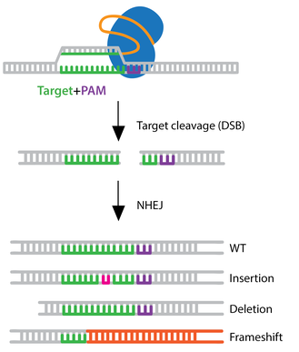 CRISPR/Cas9 non-homologous end joining (NHEJ)