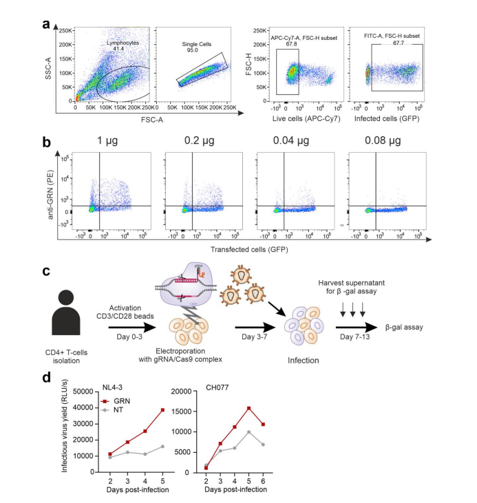 GRN gene knockout increases viral replication