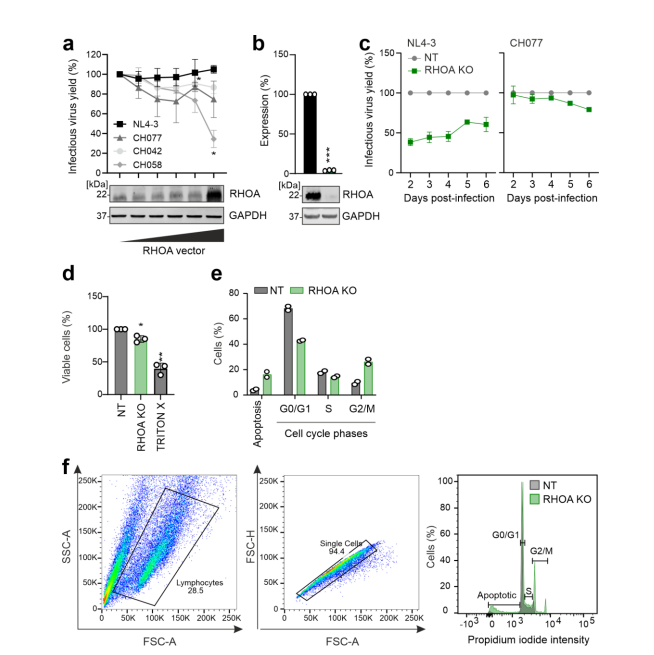 RHOA gene knockout affects viral replication and inhibits cell cycle