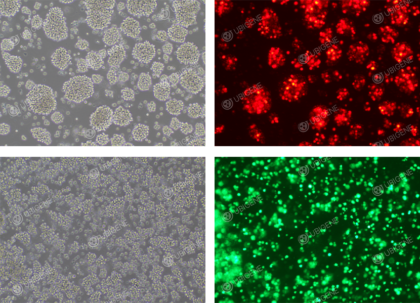 Post-electroporated Jurkat Cell Line