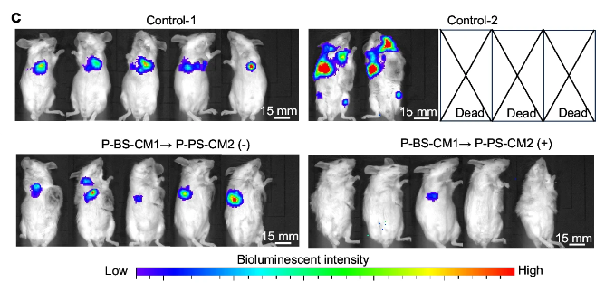 Imaging of 4T1-Luc cell injection in mice