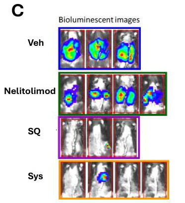 In vivo imaging of mice