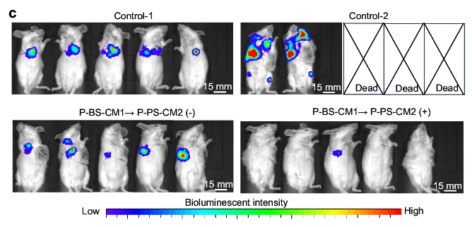 4T1-Luc cell injection in mice