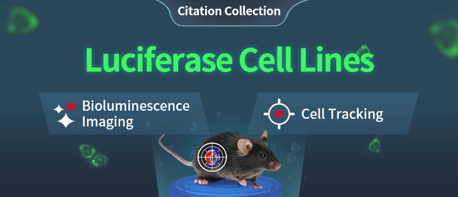 Luciferase Cells