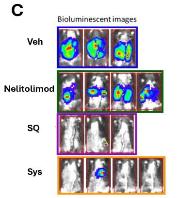 In vivo imaging of mice