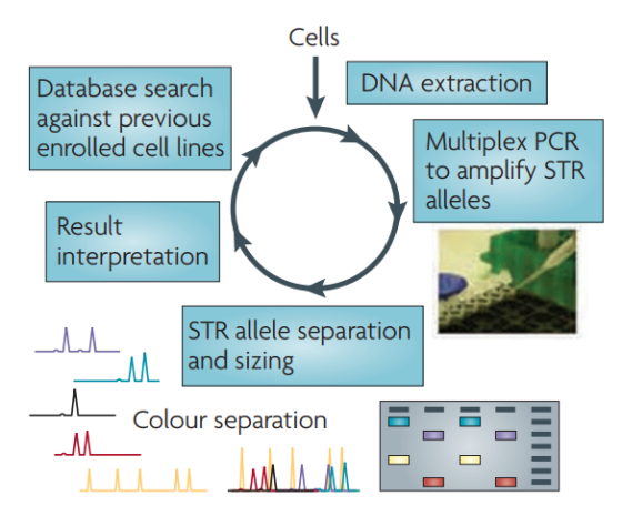 STR analysis method