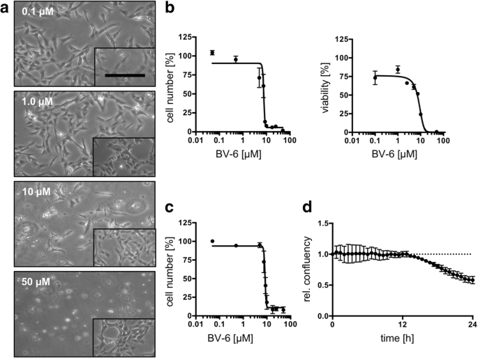 Effect of BV-6 treatment on KGN cells