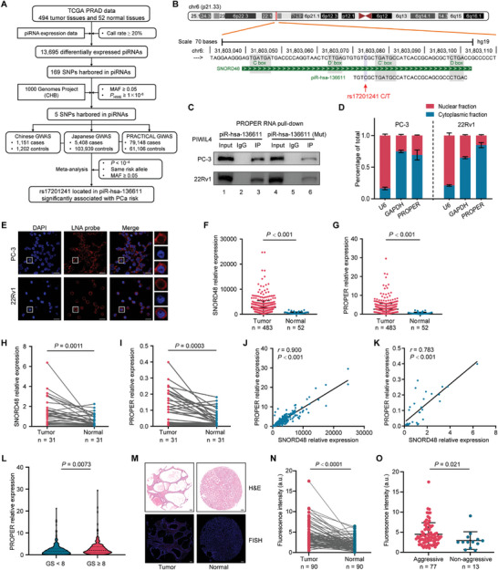 Identification and expression analyses of PCa risk-associated piRNAs