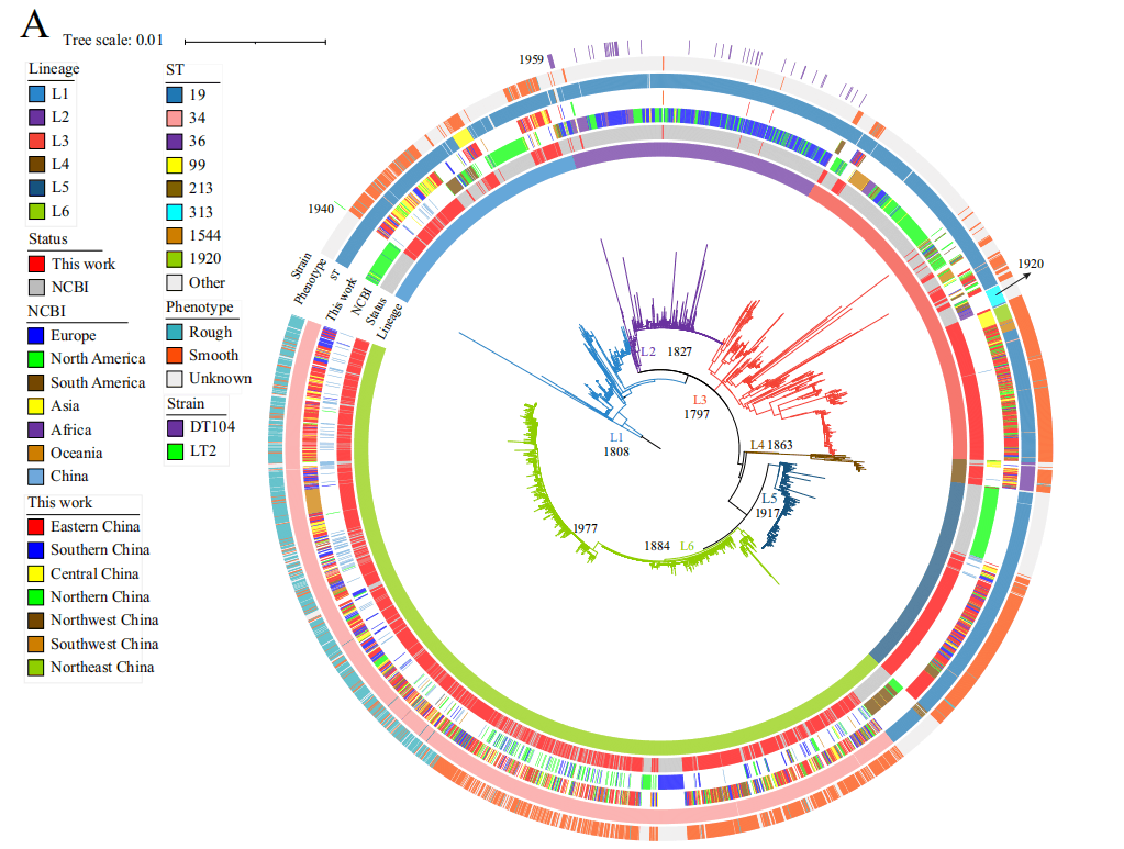 Phylogenetic tree of 3951 S. Typhimurium isolates globally