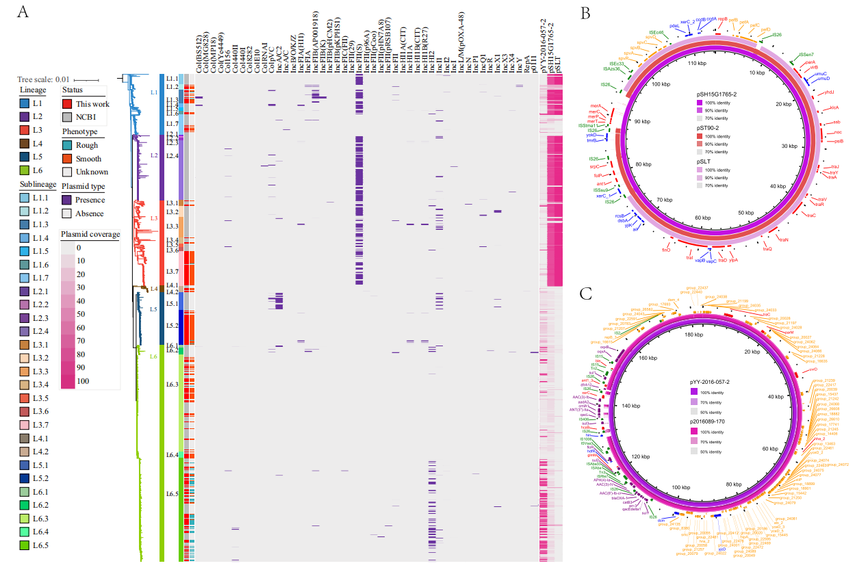 Overview and comparison of plasmids related to antimicrobial resistance and virulence factor genes