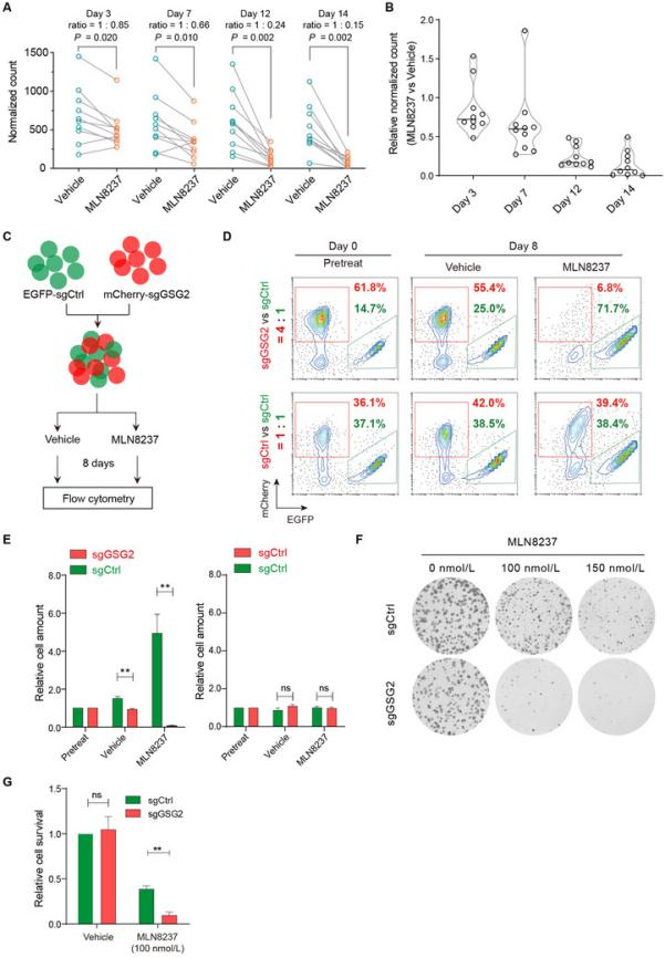 GSG2 depletion sensitizes tumor cells to MLN8237