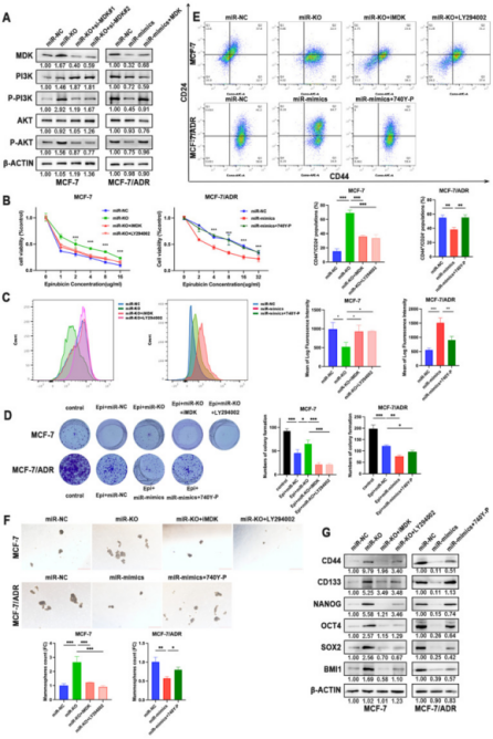 Reduced miR-1275 promotes chemotherapy resistance in BC cells via the MDK/AKT axis