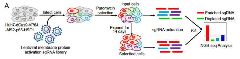 Human membrane protein activation library screening identifies genes promoting HCC cell proliferation