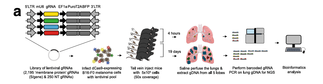 Mouse membrane protein activation library screening identifies genes promoting melanoma lung metastasis