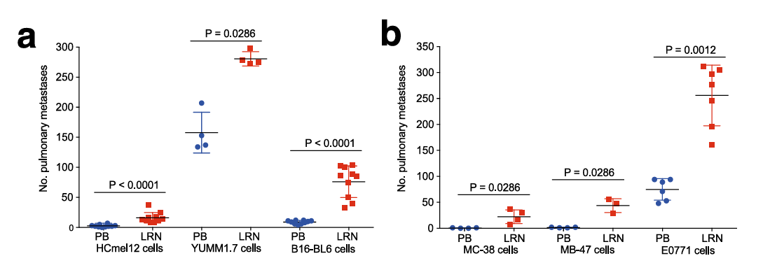 Overexpression of Lrrn4cl in different cell lines enhancing pulmonary metastatic colonisation