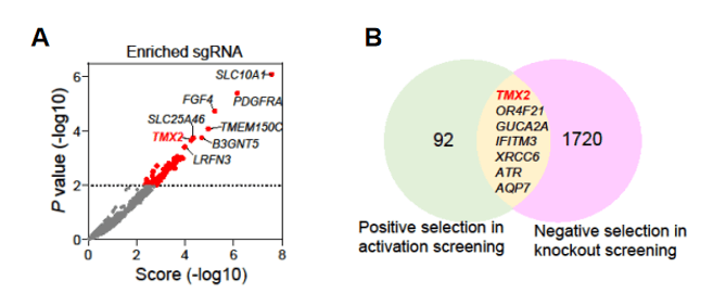 TMX2 gene enrichment in the genome-wide knockout library screening