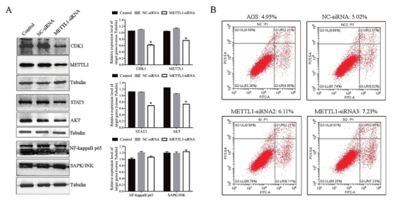 Analysis of the role of METTL1 in AGS cell line