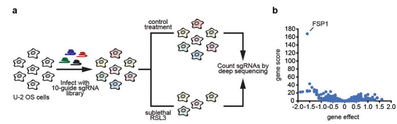 CRISPR synthetic lethal library screening revealed FSP1