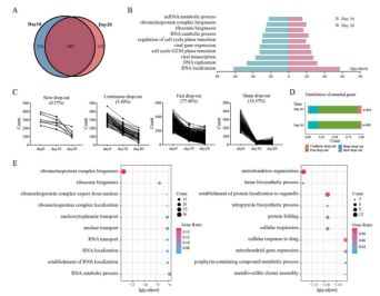 Essential genes screened from TKov3 library at different time points