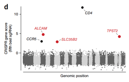 Fold change of the abundance of the fifth most enriched sgRNA of each gene after HIV infection by log2 transformation