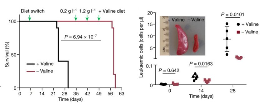 Restricting valine intake significantly improved T-ALL mouse symptoms