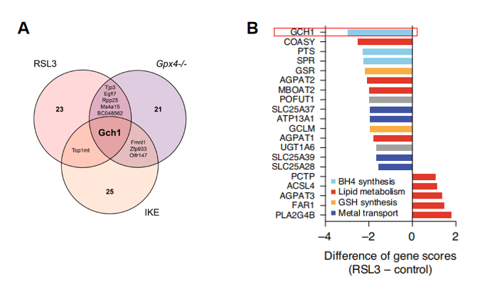 Both the screening using the genome-wide activation library and metabolic gene knockout library found the enriched GCH1