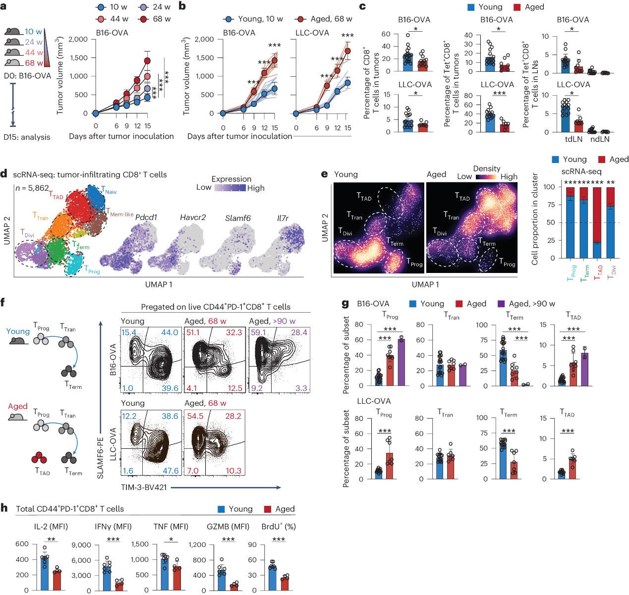 Aging promotes tumor growth, alters the fate and effector function of CD8+T cells.