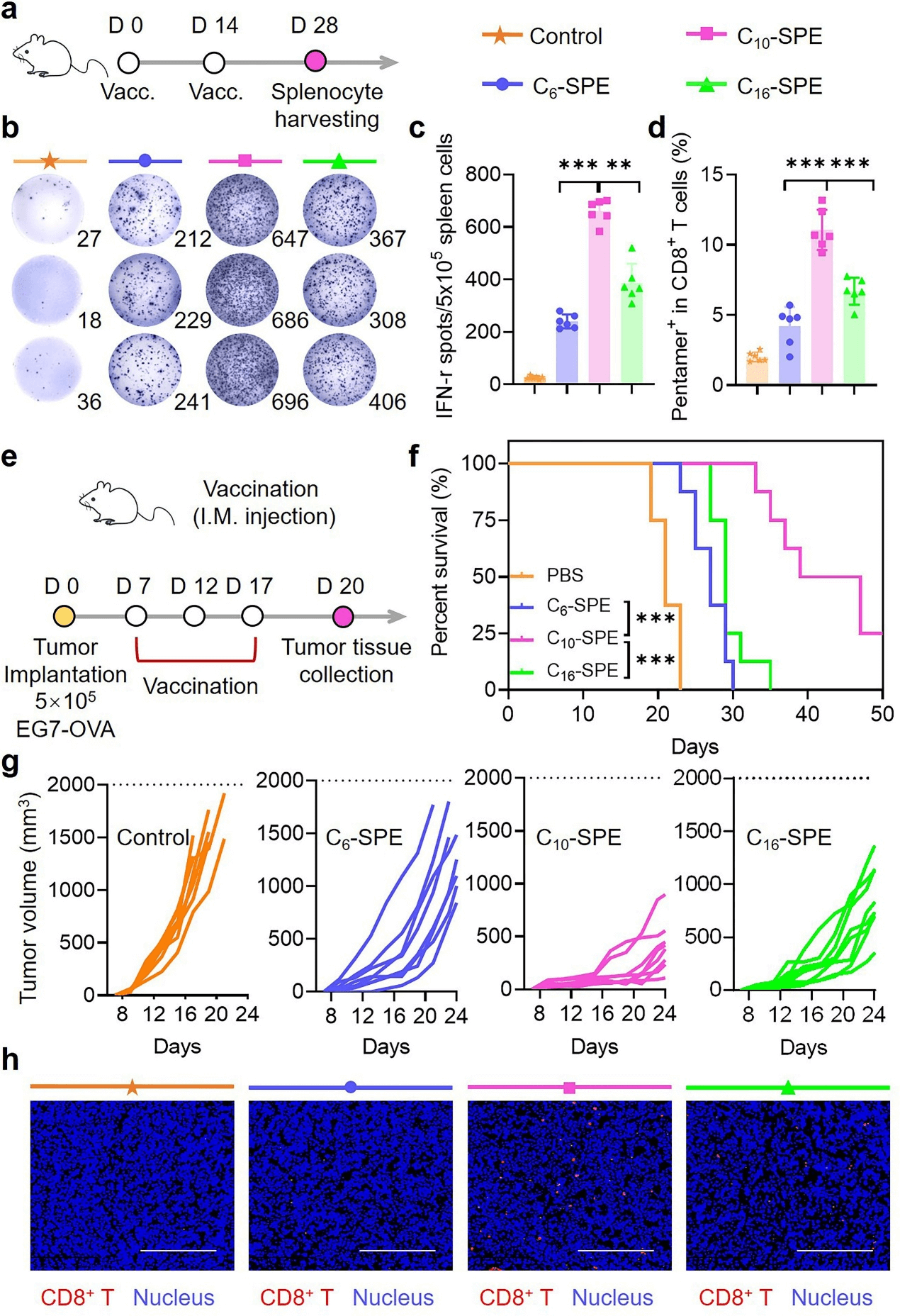 Anti-tumor immune responses in C6-SPE, C10-SPE, and C16-SPE cell groups.