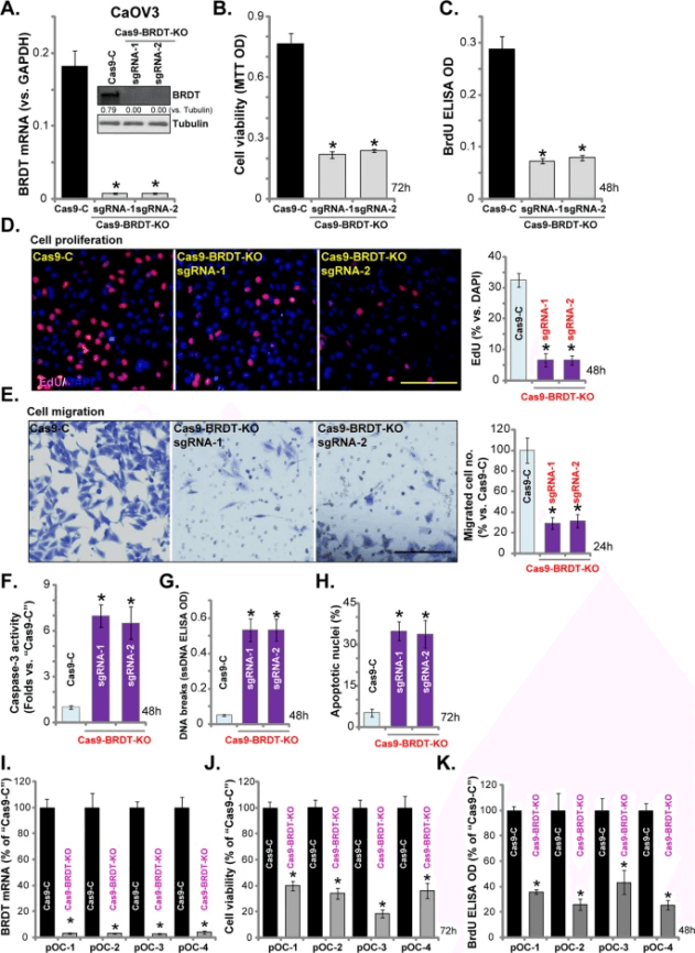 BRDT knockout effectively suppresses ovarian cancer progression.