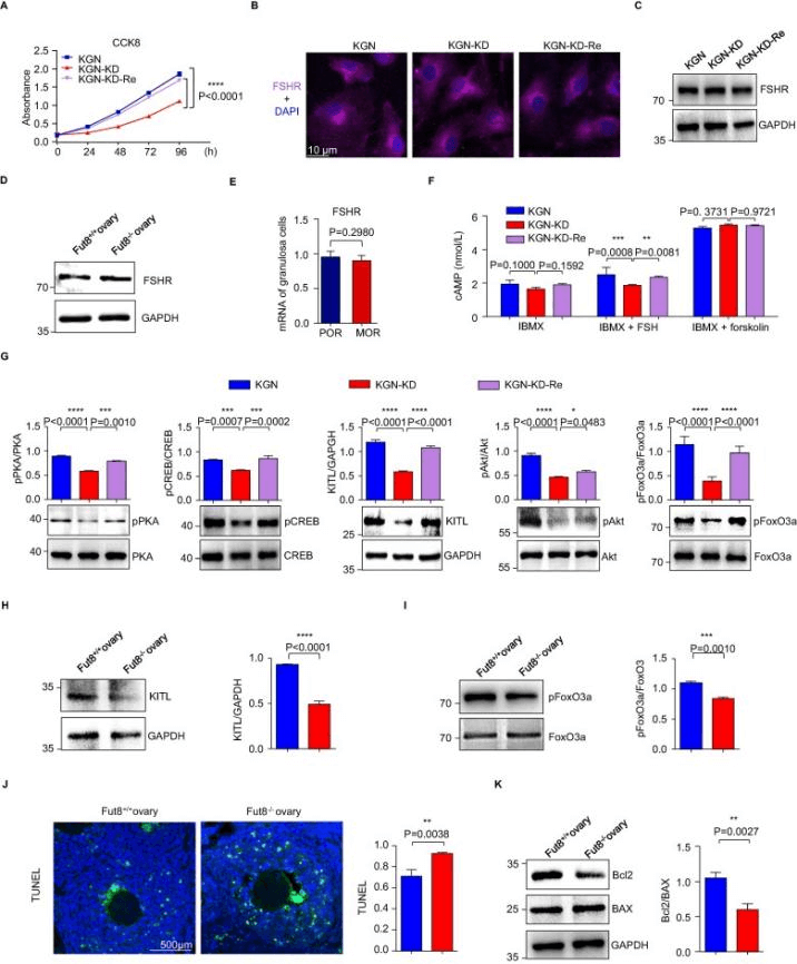 FUT8 knockdown weakens the FSH/FSHR signaling pathway