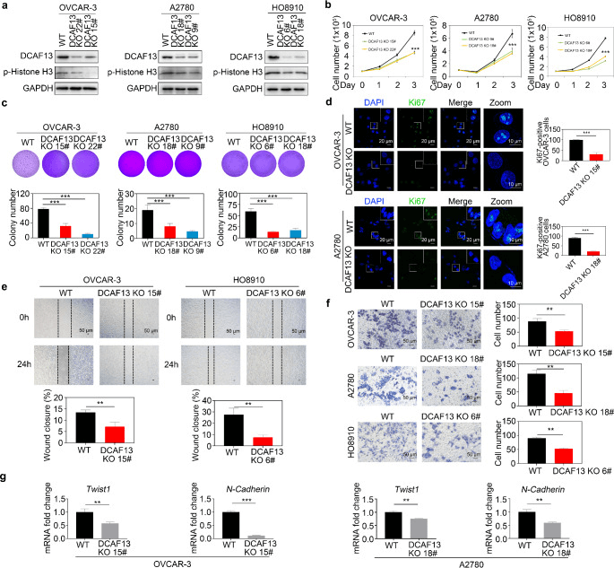 Loss of DCAF13 inhibits proliferation, colony formation, and migration of ovarian cancer cells.