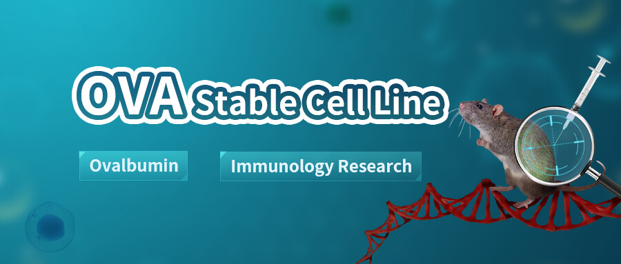 the OVA Stable Cell Line Model in Just Three Minutes