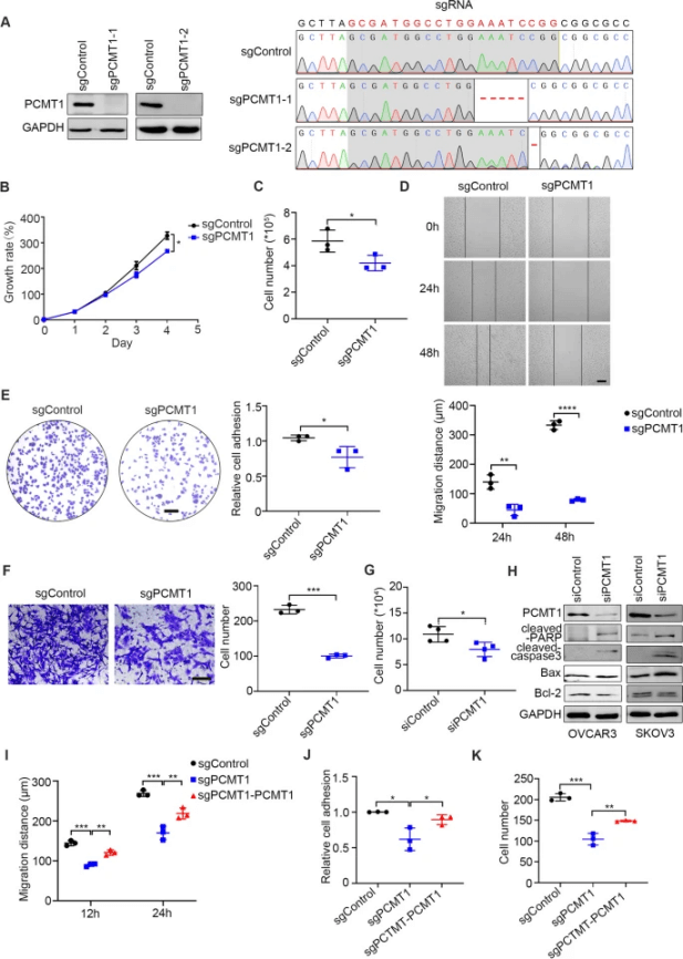 PCMT1 enhances migration, adhesion, and spheroid formation in vitro.