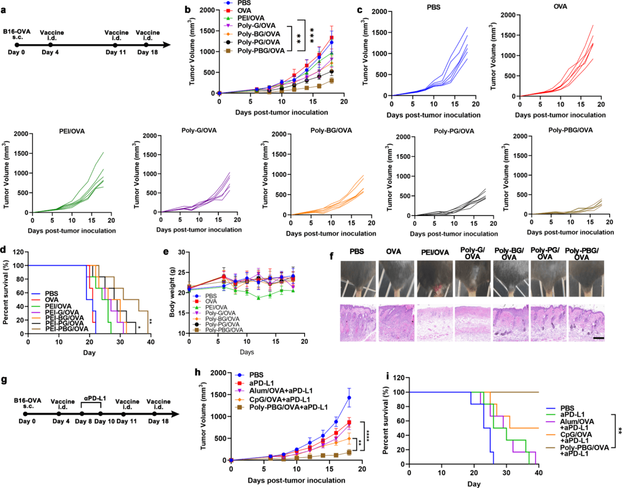  The inhibitory effect of PolyGu NVs on tumor growth.