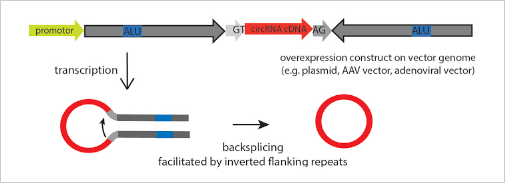 circRNA overexpression