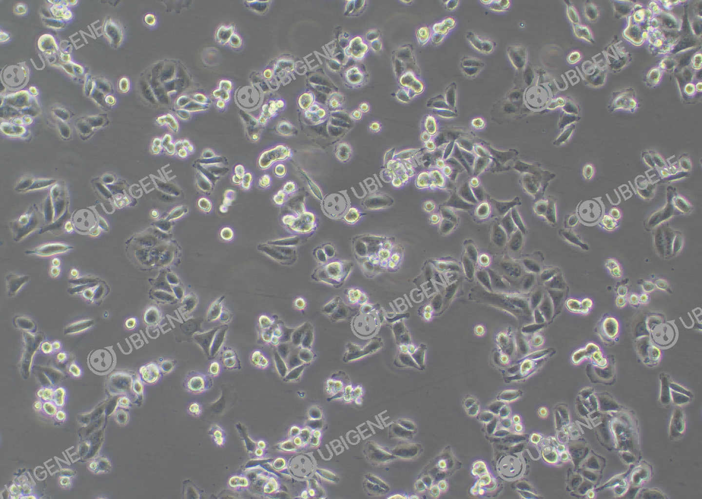 SW480 cell line Cultured cell morphology