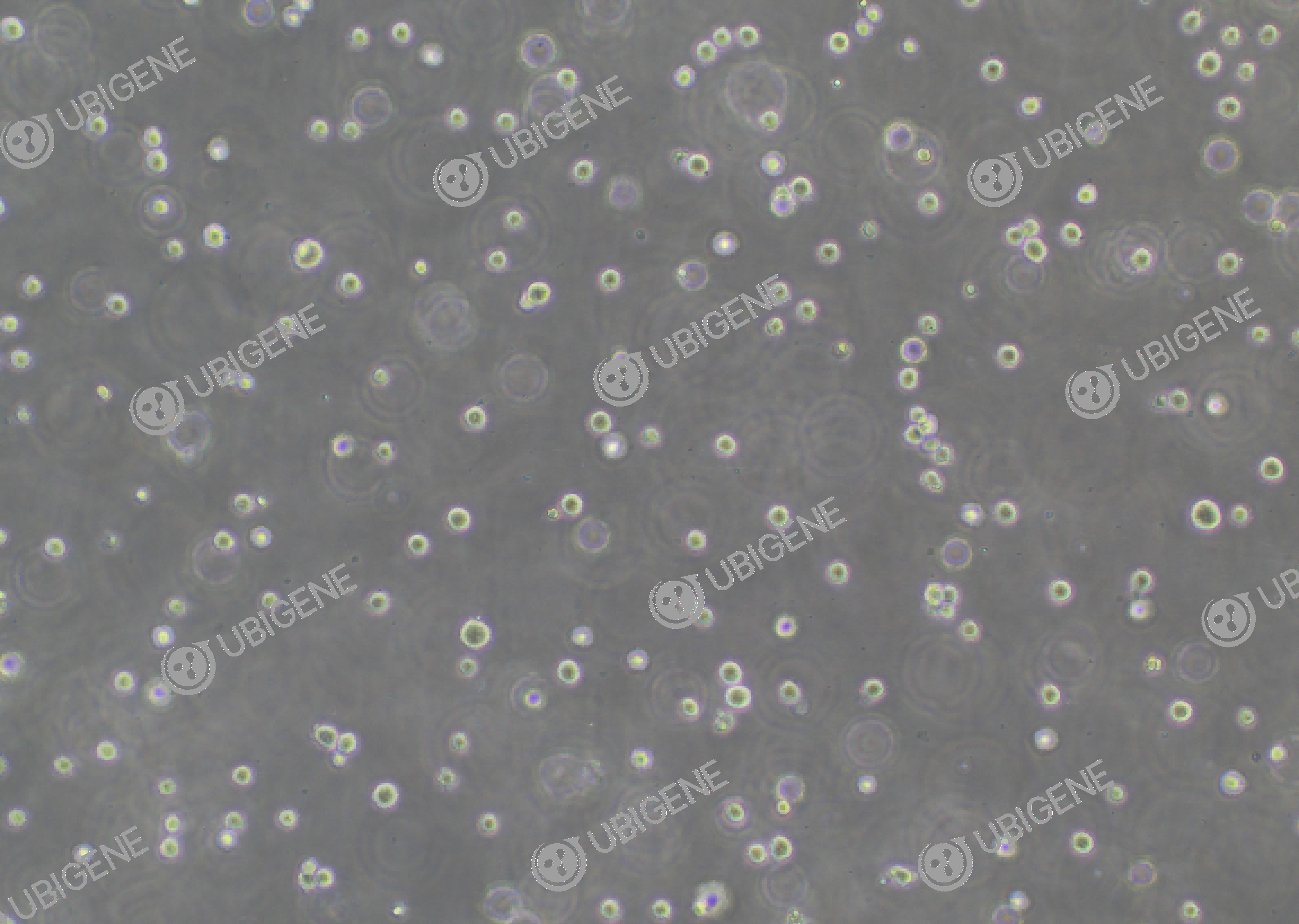 K-562 cell line Cultured cell morphology