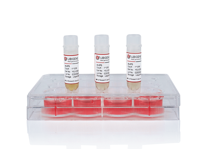 IDH3B Knockout cell line (A549)
