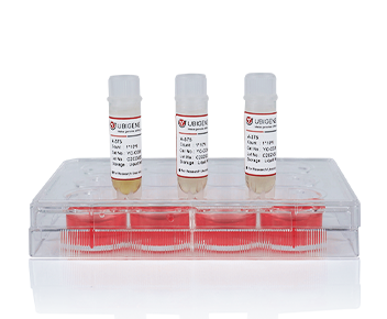 Mouse Lung Cancer Cell Line(LLC)