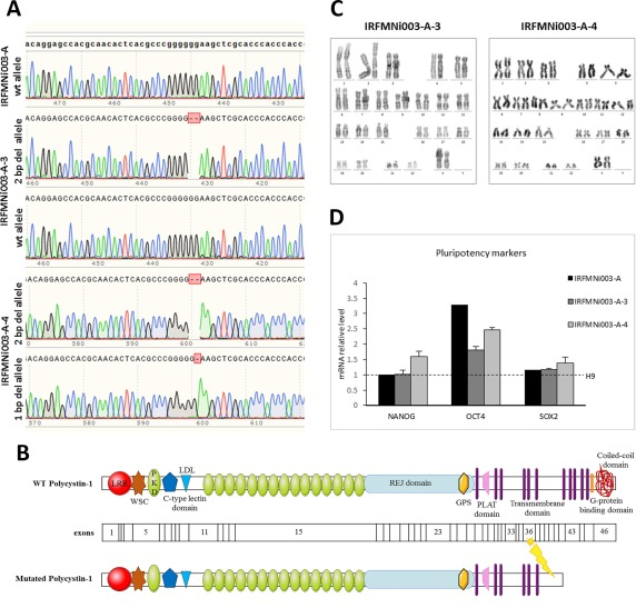 knockout in PKD1 gene by using CRISPR/Cas9 technology