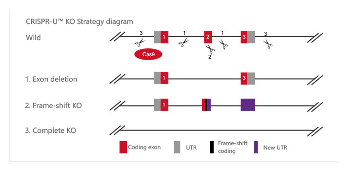 CRISPR-U KO Strategy diagram